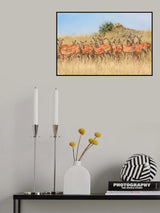 The Harem Poster och Canvastavla