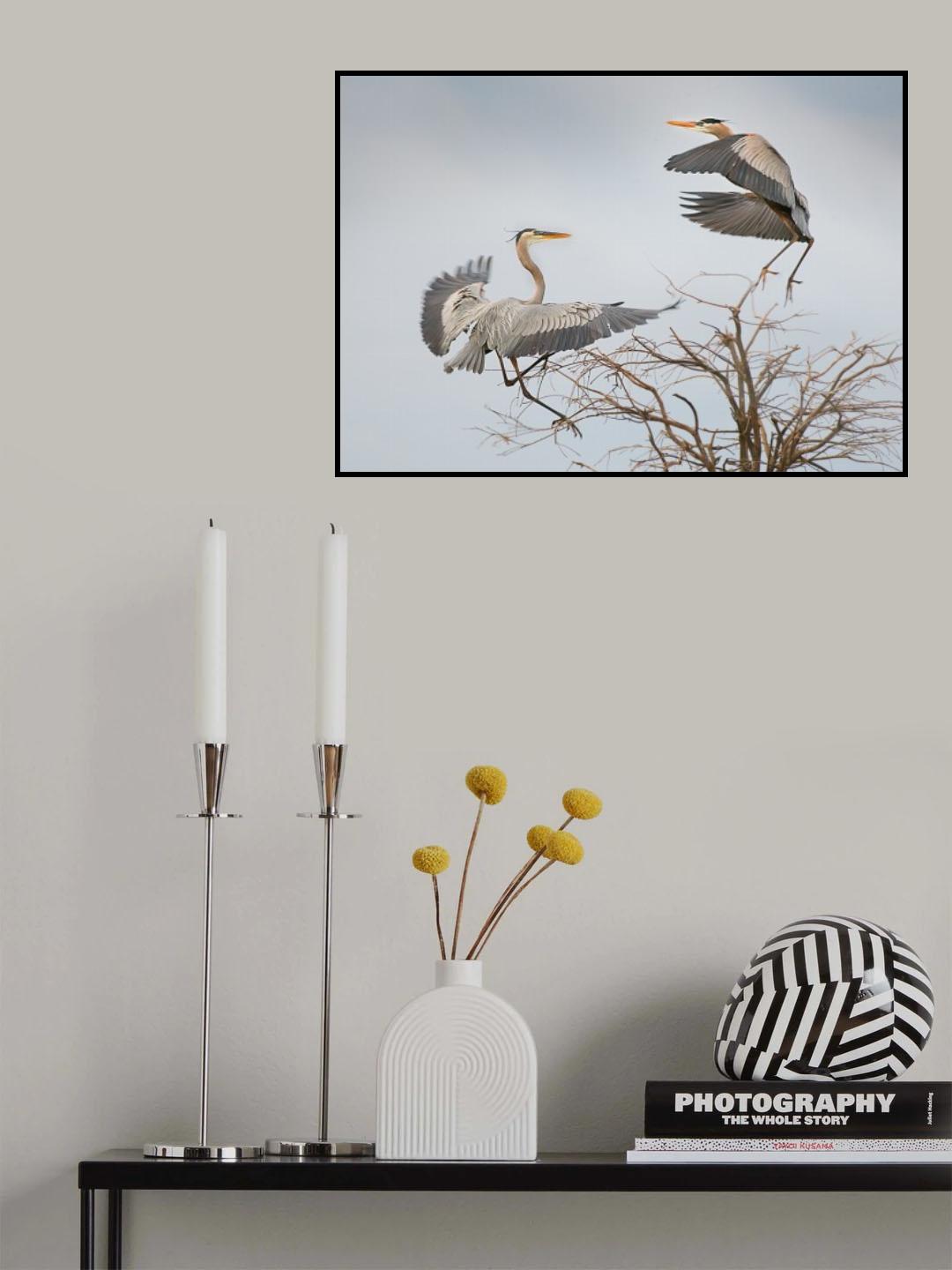 Bird fight! Poster och Canvastavla