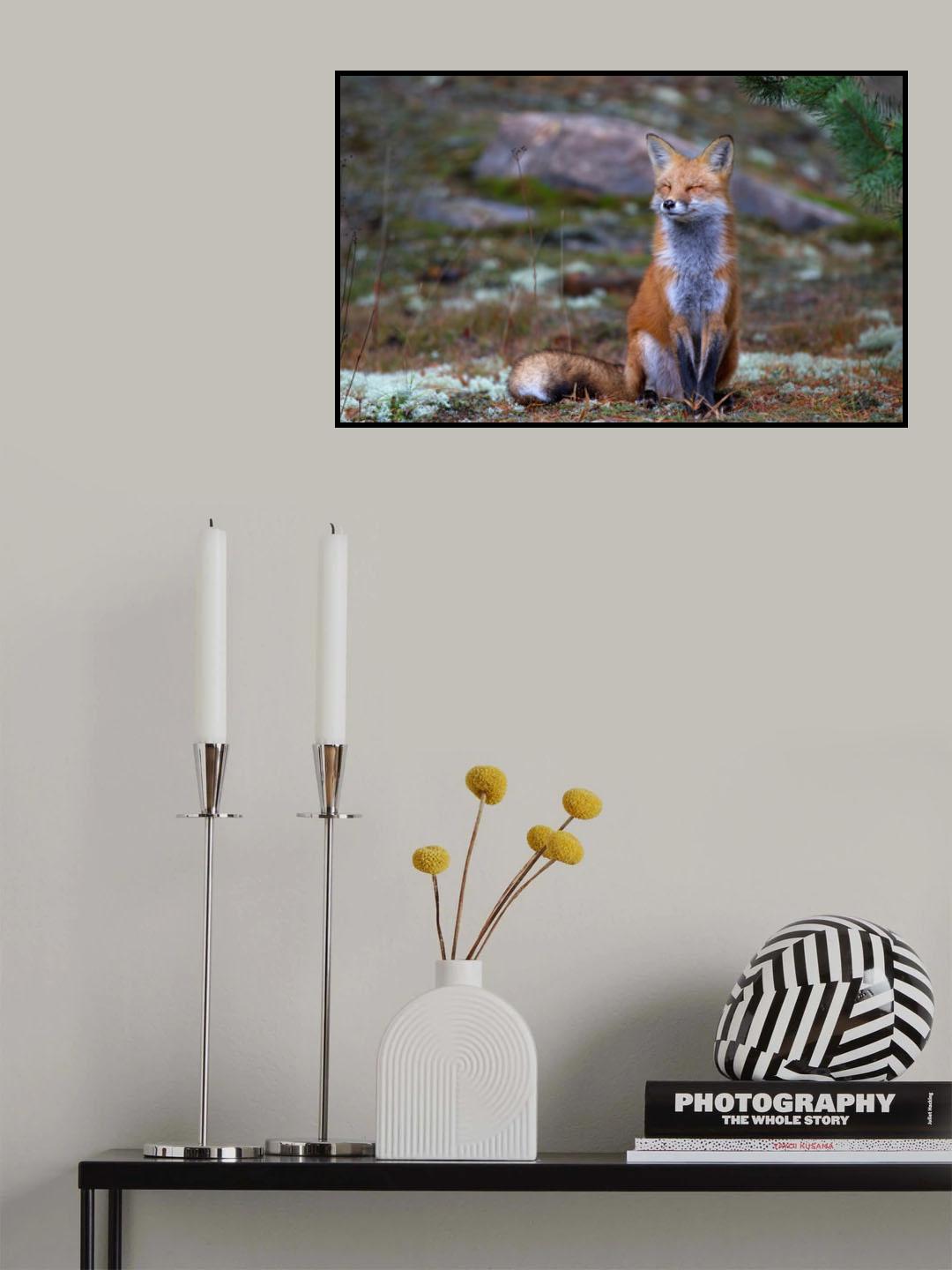 Fox Zen - Algonquin Park Poster och Canvastavla