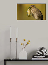 Night heron Poster och Canvastavla