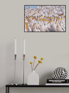 Migratory pelicans Poster och Canvastavla