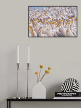Migratory pelicans Poster och Canvastavla