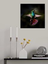 Green-breasted Mango Poster och Canvastavla