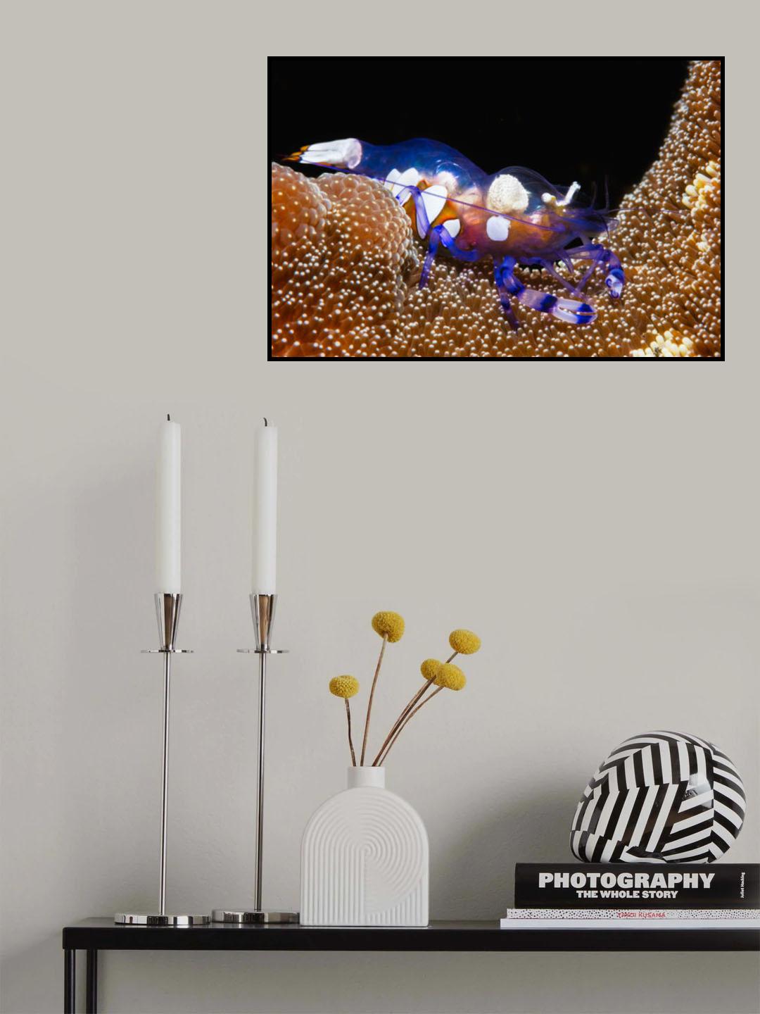 Peacock-tail anemone shrimp Poster och Canvastavla