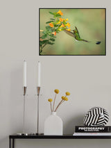 Booted Racket Tail Hummingbird Poster och Canvastavla