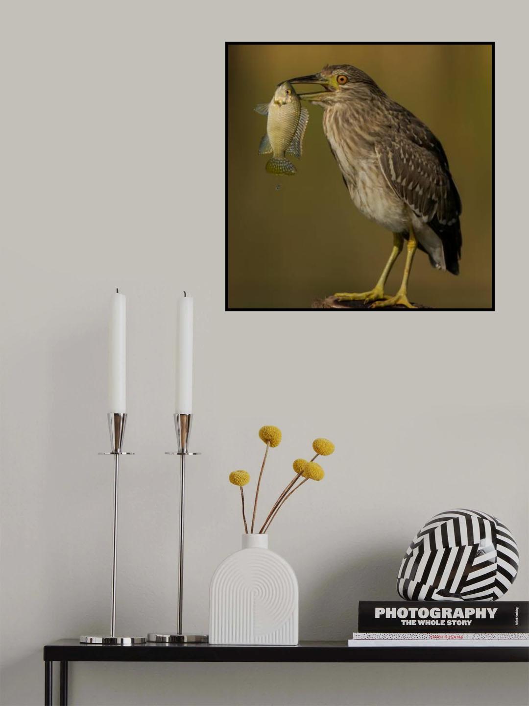 Night heron Poster och Canvastavla