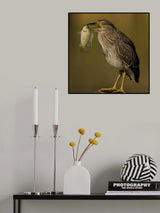 Night heron Poster och Canvastavla