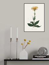 Mountain Arnica (arnica Montana) Medical Botany Poster och Canvastavla