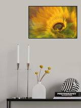 Sunflower (Helianthus) Poster och Canvastavla
