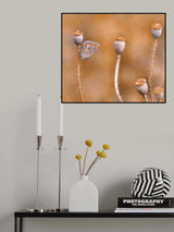 In the forest of poppies... Poster och Canvastavla