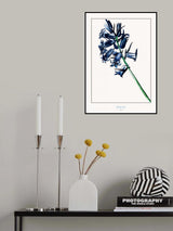 Hyacint Poster och Canvastavla