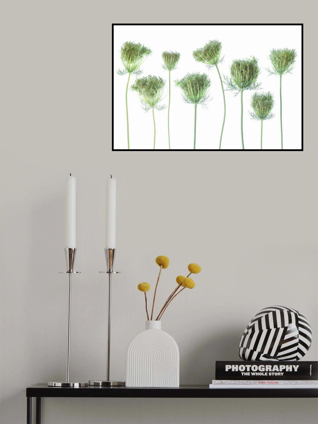 Wild Carrot Poster och Canvastavla