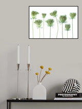 Wild Carrot Poster och Canvastavla