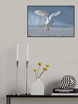 Snowy Owl Poster och Canvastavla