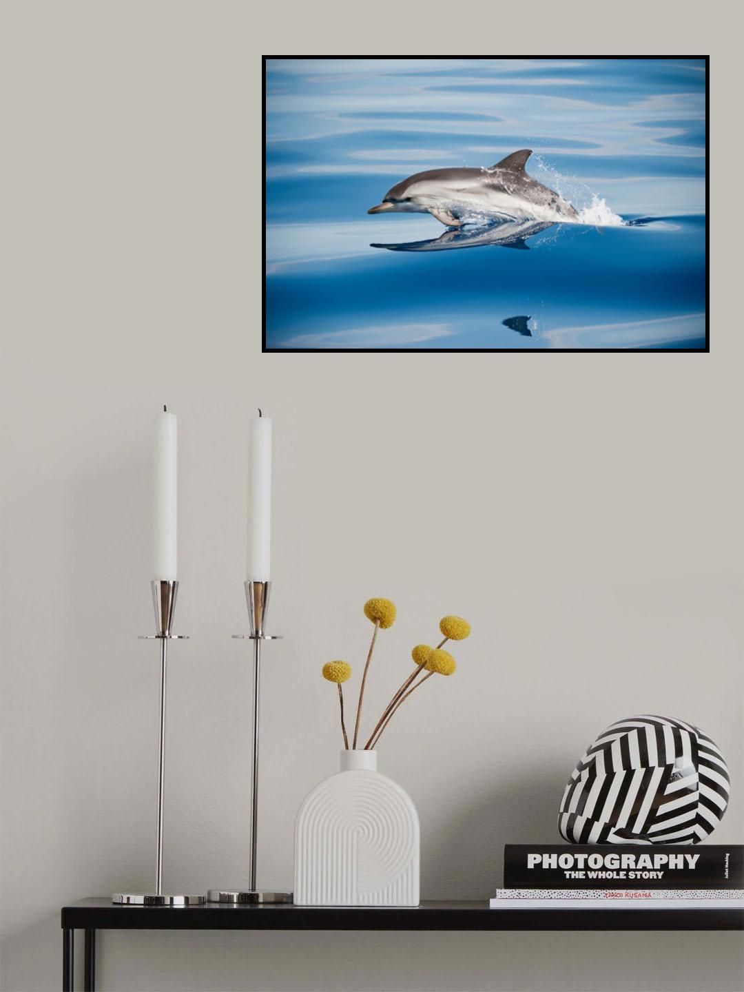 Striped Dolphin Poster och Canvastavla
