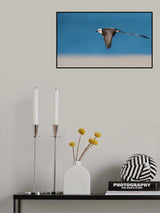 Scissor-tailed flycatcher Poster och Canvastavla