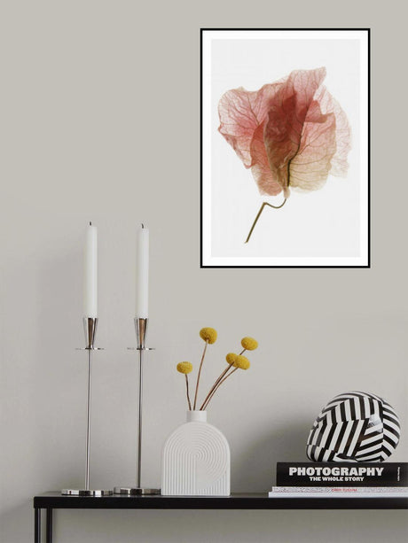 Bougainvillea Study No4 Poster och Canvastavla