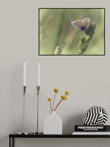 Blue in wild meadow Poster och Canvastavla