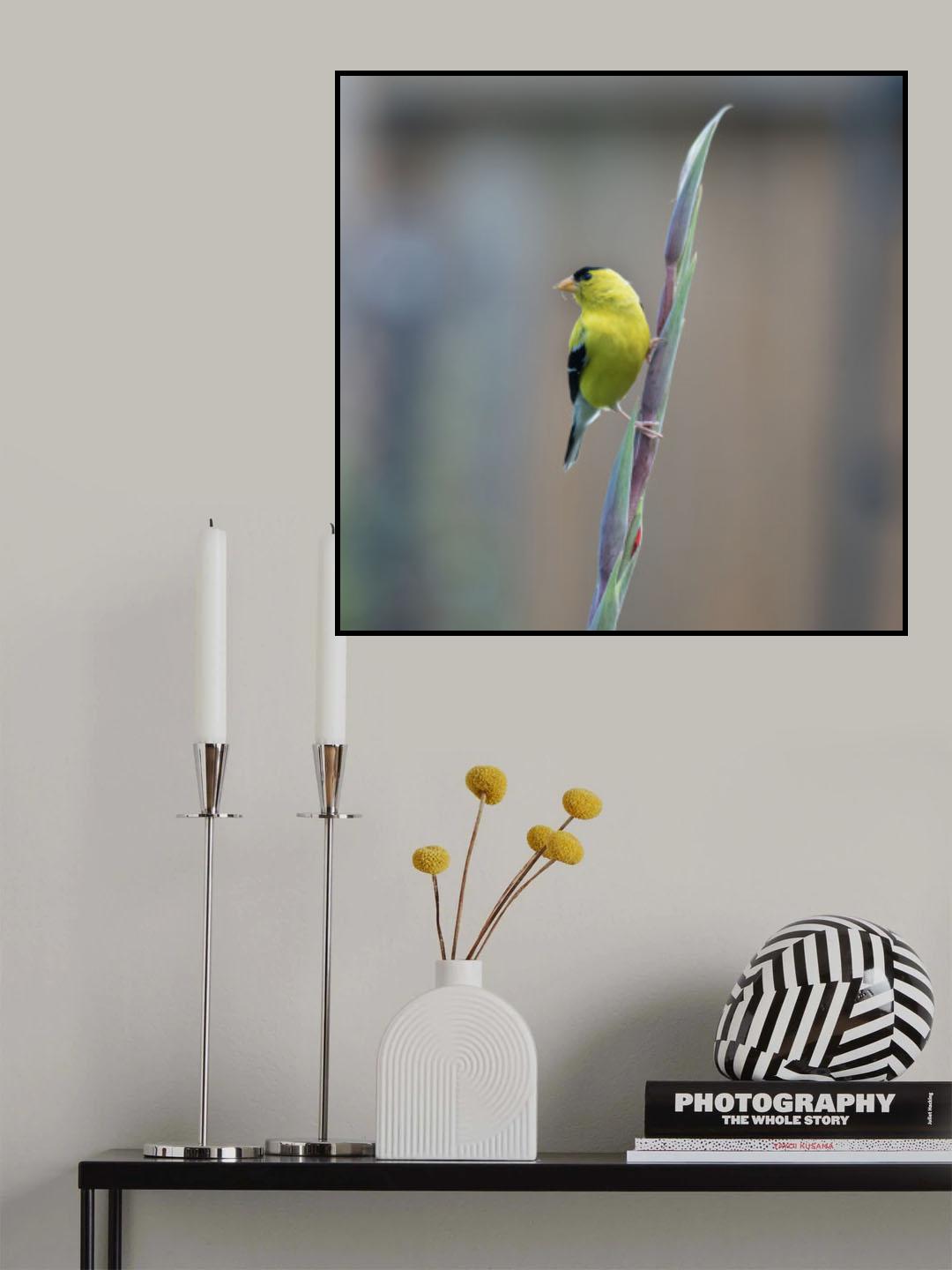 American goldfinch Poster och Canvastavla