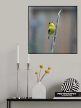 American goldfinch Poster och Canvastavla