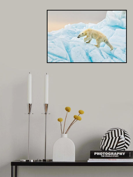 Polar Bear at Svalbard Poster och Canvastavla