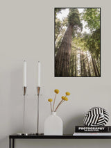 Redwoods Poster och Canvastavla