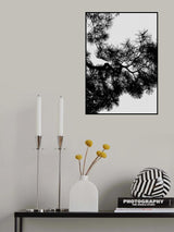 Pine Tree Black & White Poster och Canvastavla