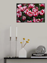 colorful tulips Poster och Canvastavla