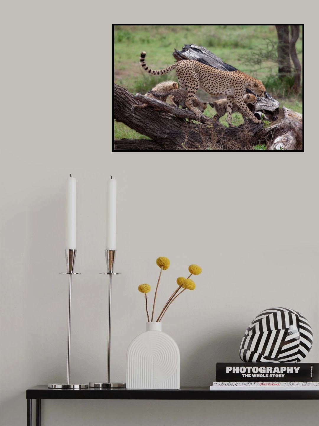 Mama Cheetah Poster och Canvastavla
