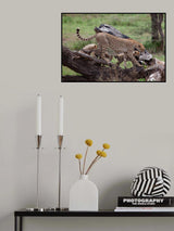 Mama Cheetah Poster och Canvastavla