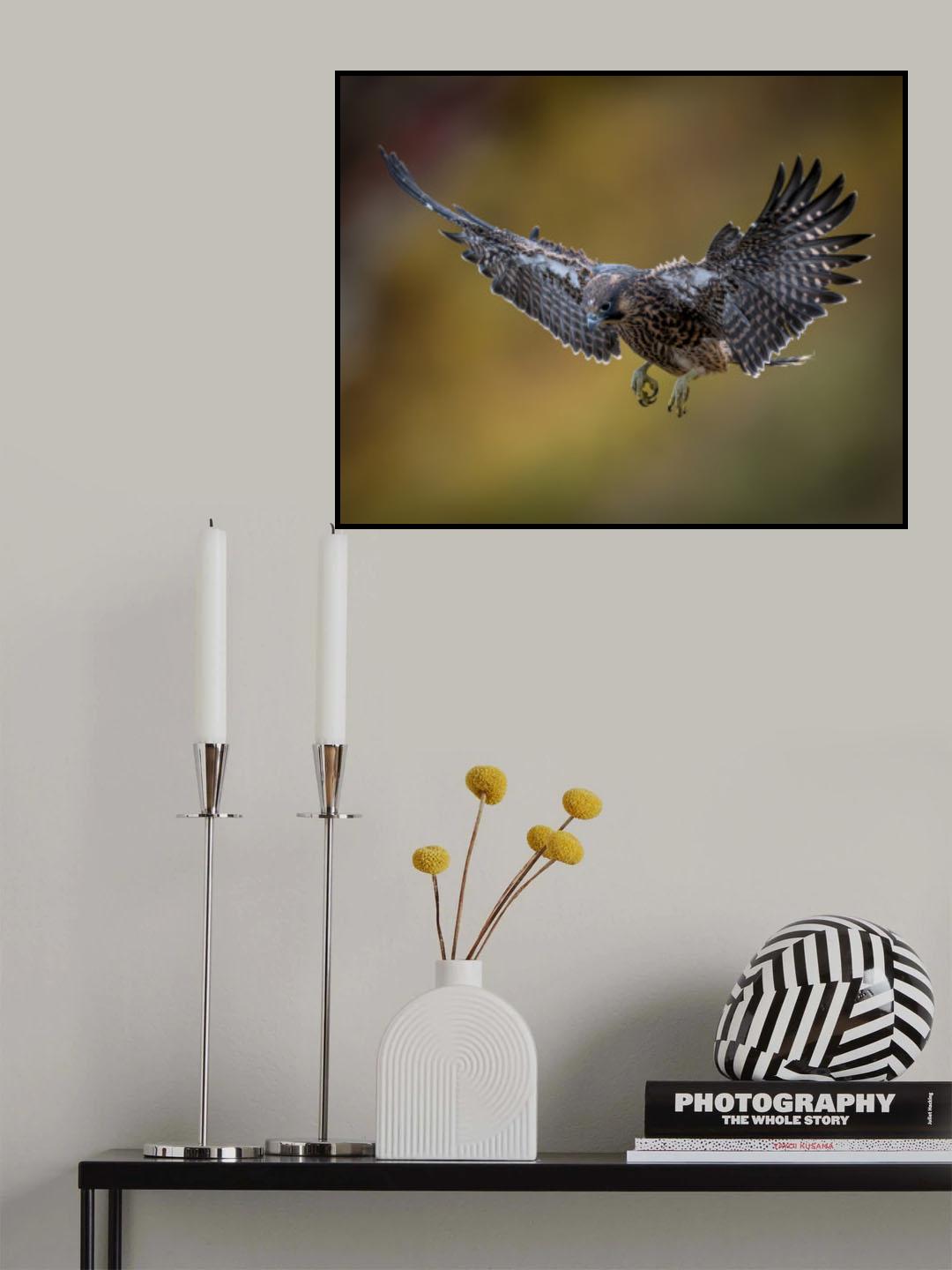 First Test Flight - One of 4 Baby Peregrine Falcons Poster och Canvastavla