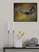 First Test Flight - One of 4 Baby Peregrine Falcons Poster och Canvastavla
