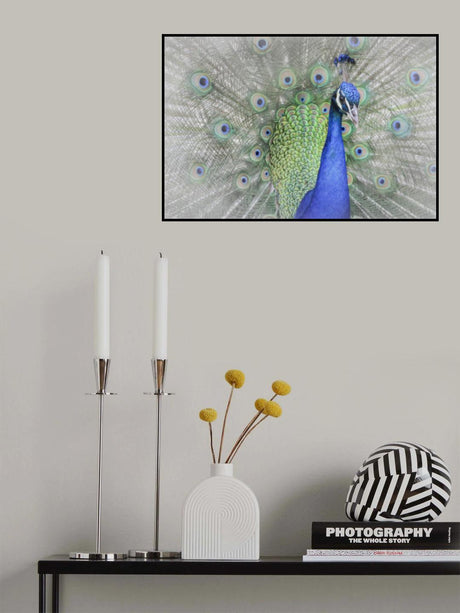 Peacock Poster och Canvastavla