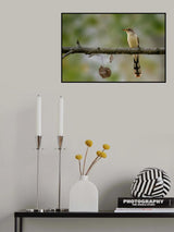 Yellow billed cuckoo Poster och Canvastavla