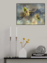 Backswimmers Poster och Canvastavla