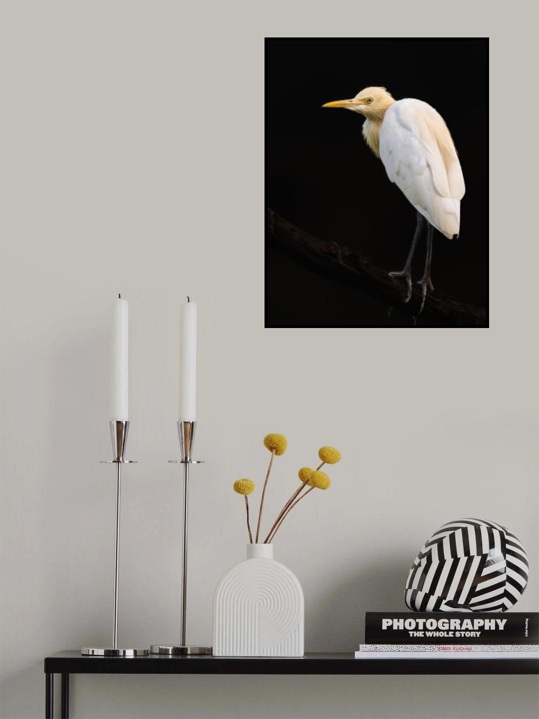 Low Key Edit Of A Cattle Egret In Breeding Plumage. Poster och Canvastavla