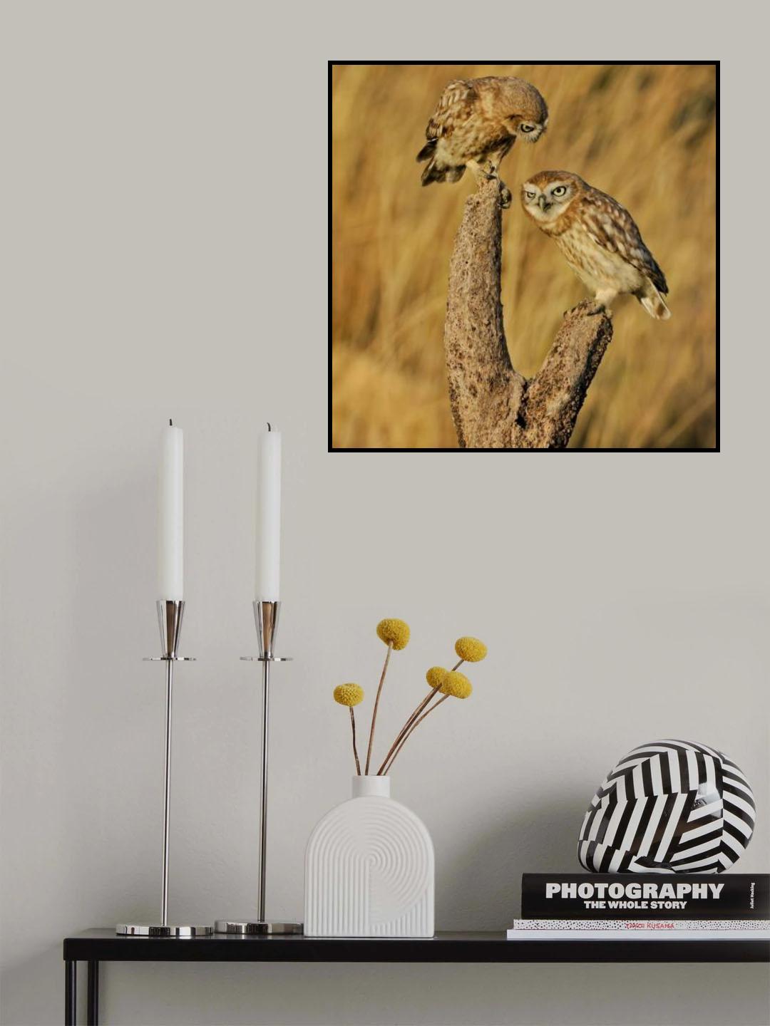 Little Owl Poster och Canvastavla