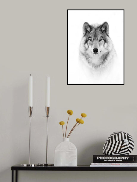 Portrait of a Timber Wolf Poster och Canvastavla