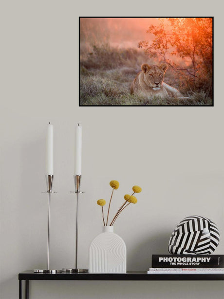 Sunset Lioness Poster och Canvastavla