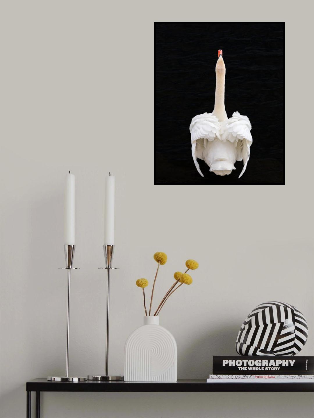 Swan Poster och Canvastavla