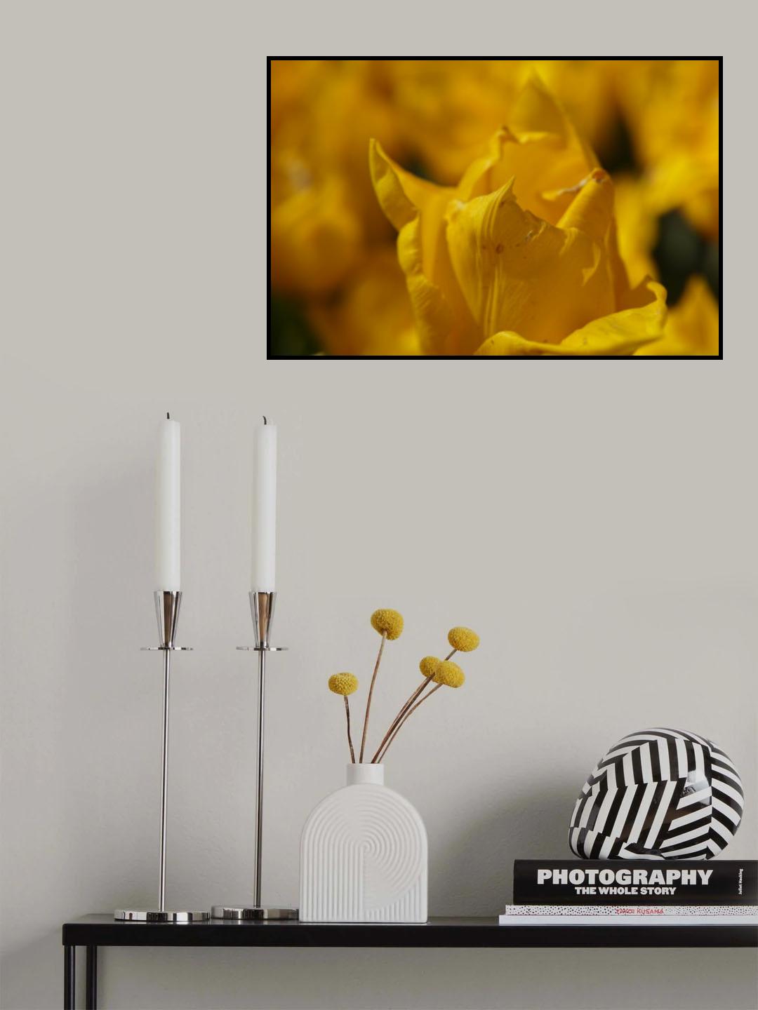 yellow tulip Poster och Canvastavla
