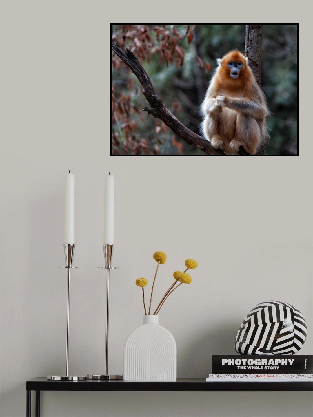 Golden snub-nosed monkey Poster och Canvastavla