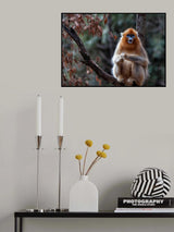 Golden snub-nosed monkey Poster och Canvastavla