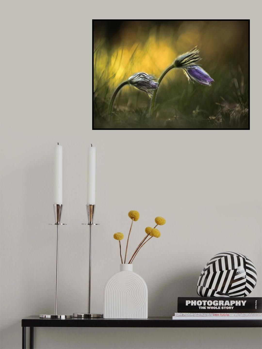 Pulsatilla Poster och Canvastavla