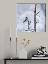 Willow tit Poster och Canvastavla