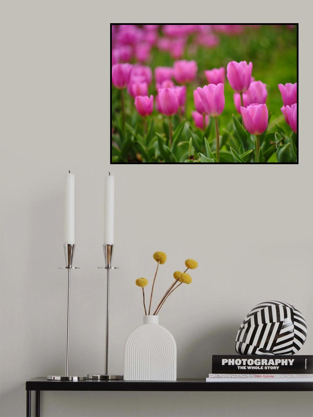 Pink Tulips Poster och Canvastavla