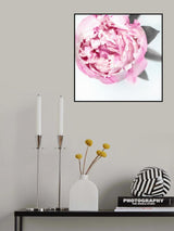 Pink peony III Poster och Canvastavla
