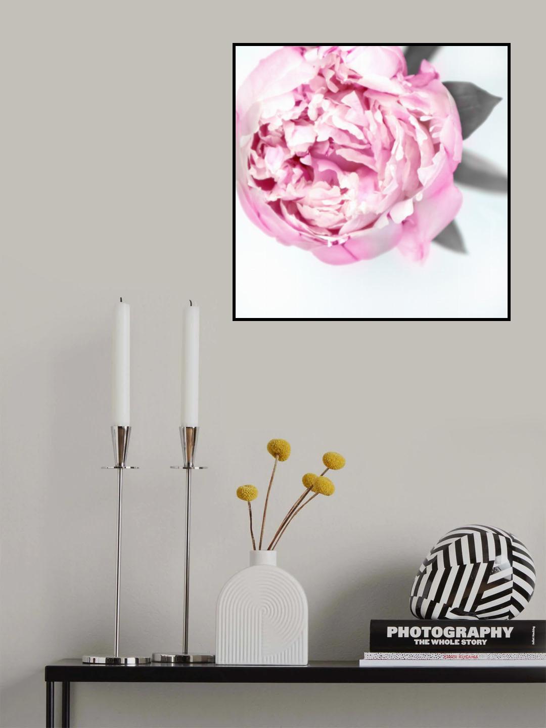 Pink peony III Poster och Canvastavla