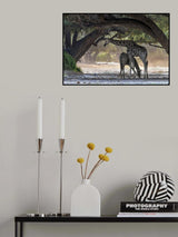 Giraffe Poster och Canvastavla