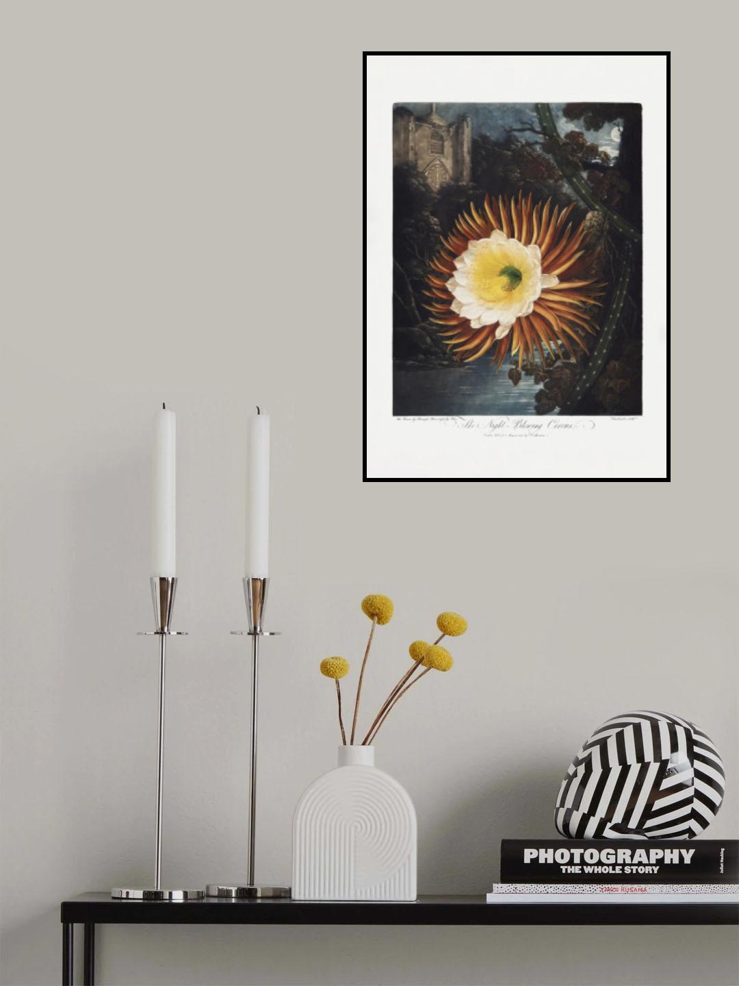The Night–Blowing Cereus from The Temple of Flora (1807) Poster och Canvastavla